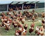 黒富士農場の鶏たち
