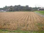 契約栽培の大豆畑